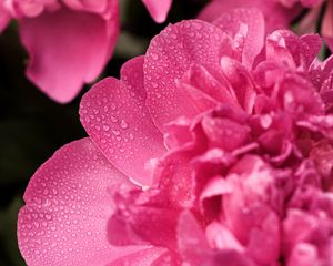 Preview wallpaper peony, flower, petals, drops, macro