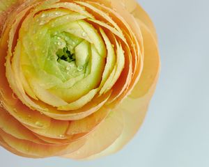 Preview wallpaper peony, flower, petals, drops, wet, macro