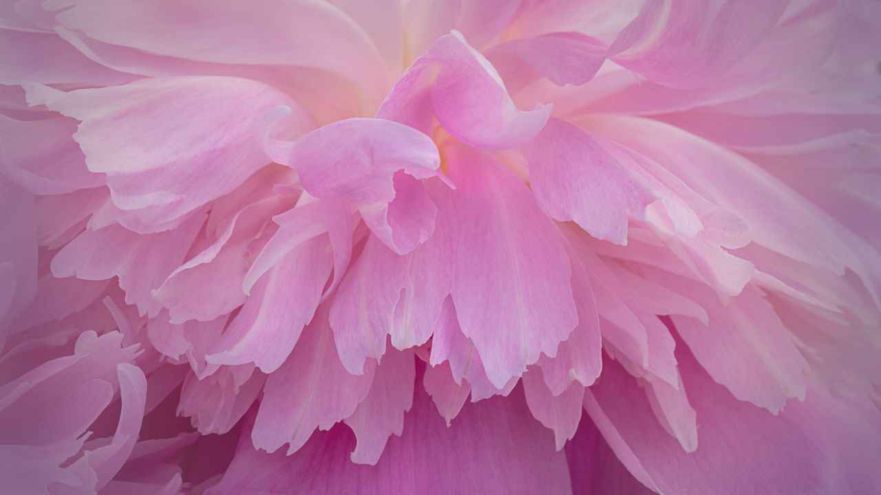 Wallpaper peony, flower, petals, pink, macro