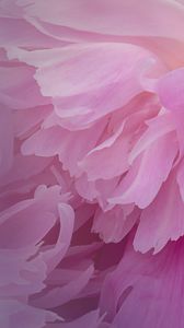 Preview wallpaper peony, flower, petals, pink, macro