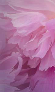 Preview wallpaper peony, flower, petals, pink, macro