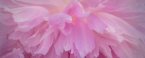 Preview wallpaper peony, flower, petals, pink, macro