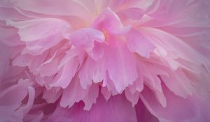 Preview wallpaper peony, flower, petals, pink, macro