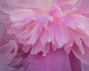 Preview wallpaper peony, flower, petals, pink, macro