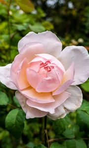 Preview wallpaper peony, flower, petals, macro, pink