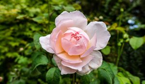 Preview wallpaper peony, flower, petals, macro, pink