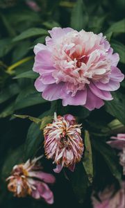 Preview wallpaper peony, flower, pink, buds