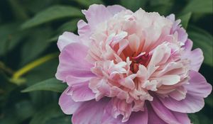 Preview wallpaper peony, flower, pink, buds