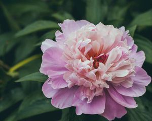 Preview wallpaper peony, flower, pink, buds