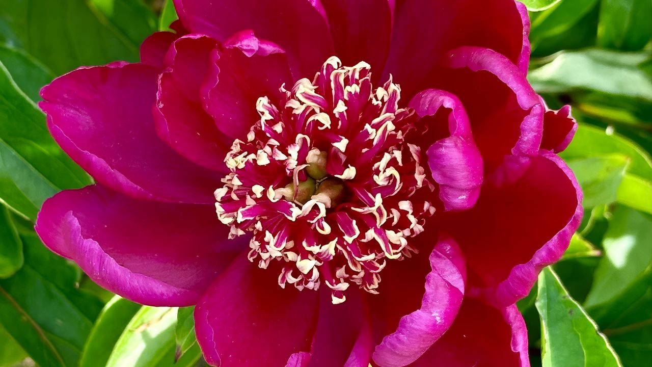 Wallpaper peony, flower, pink, petals