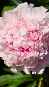 Preview wallpaper peony, flower, pink, petals, shadow