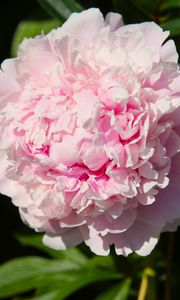 Preview wallpaper peony, flower, pink, petals, shadow