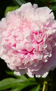 Preview wallpaper peony, flower, pink, petals, shadow