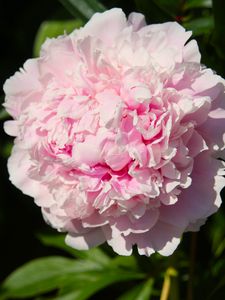 Preview wallpaper peony, flower, pink, petals, shadow