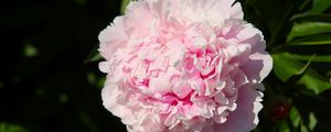 Preview wallpaper peony, flower, pink, petals, shadow