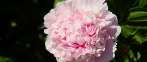 Preview wallpaper peony, flower, pink, petals, shadow