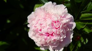 Preview wallpaper peony, flower, pink, petals, shadow