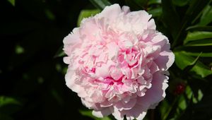 Preview wallpaper peony, flower, pink, petals, shadow