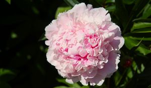 Preview wallpaper peony, flower, pink, petals, shadow