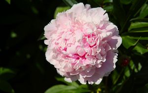 Preview wallpaper peony, flower, pink, petals, shadow