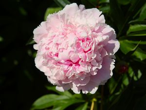 Preview wallpaper peony, flower, pink, petals, shadow