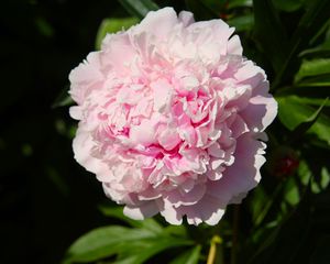 Preview wallpaper peony, flower, pink, petals, shadow