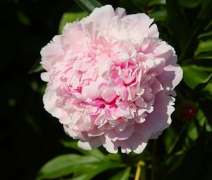 Preview wallpaper peony, flower, pink, petals, shadow