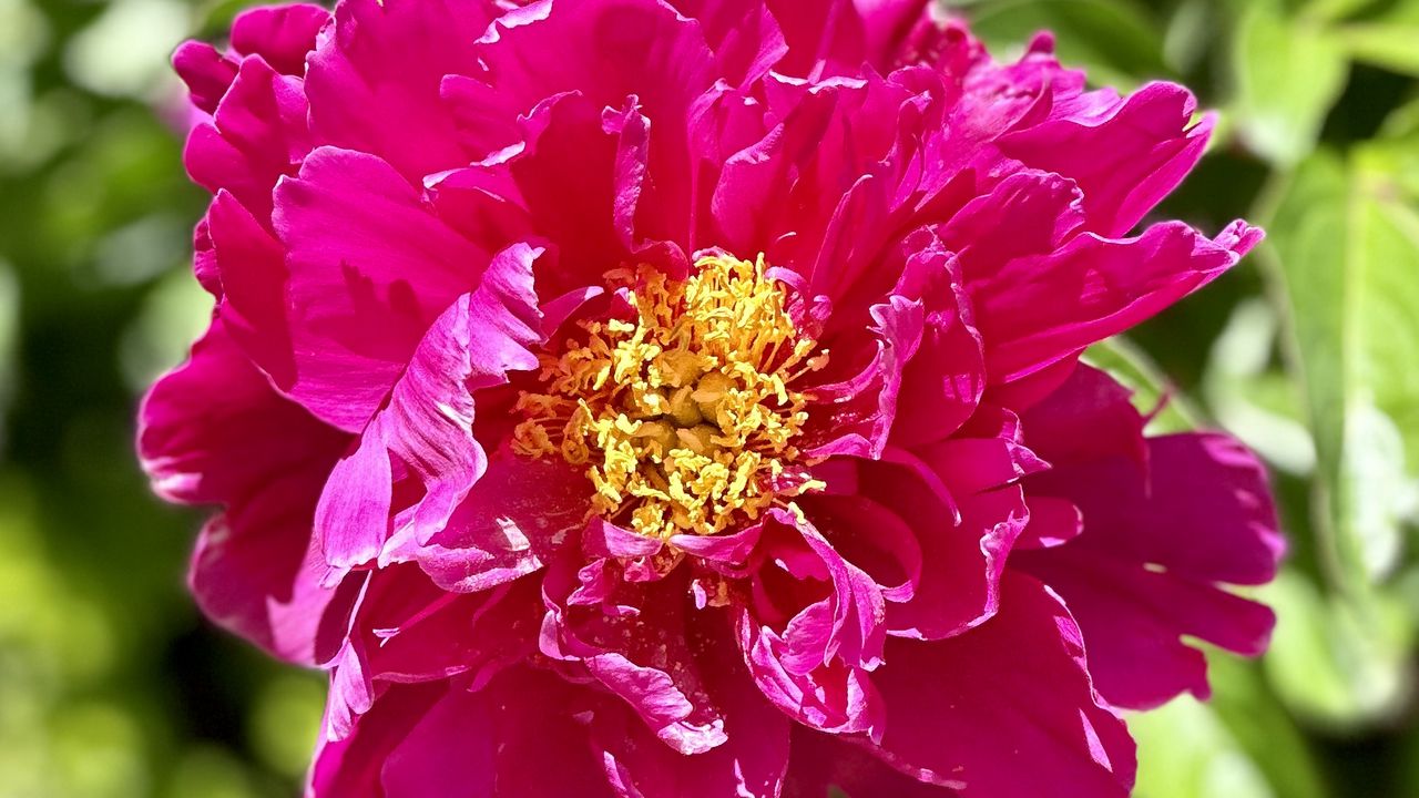 Wallpaper peony, flower, pink, petals, blur