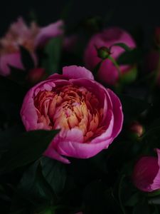 Preview wallpaper peony, flower, pink, bloom, closeup