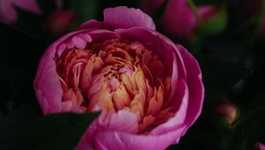 Preview wallpaper peony, flower, pink, bloom, closeup