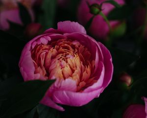 Preview wallpaper peony, flower, pink, bloom, closeup