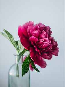 Preview wallpaper peony, flower, pink, vase, glass