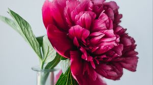 Preview wallpaper peony, flower, pink, vase, glass