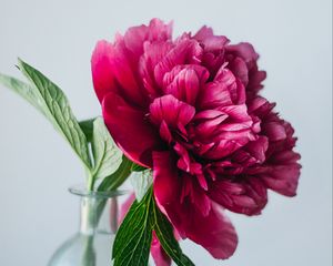 Preview wallpaper peony, flower, pink, vase, glass