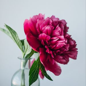 Preview wallpaper peony, flower, pink, vase, glass