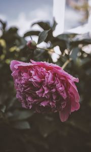 Preview wallpaper peony, flower, pink, wet, dew