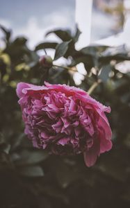 Preview wallpaper peony, flower, pink, wet, dew