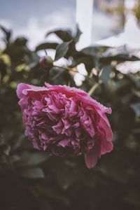 Preview wallpaper peony, flower, pink, wet, dew