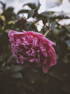 Preview wallpaper peony, flower, pink, wet, dew