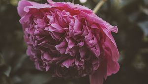 Preview wallpaper peony, flower, pink, wet, dew