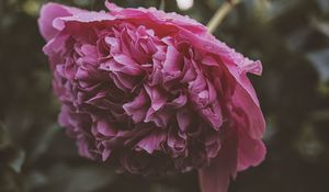 Preview wallpaper peony, flower, pink, wet, dew