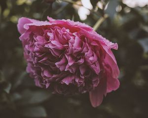 Preview wallpaper peony, flower, pink, wet, dew