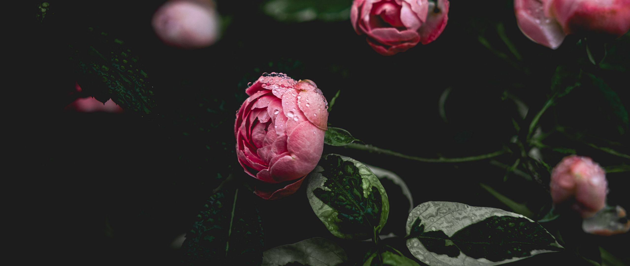 Hoa peony có màu sắc trầm màu, tuyệt đẹp và đặc biệt. Hãy chiêm ngưỡng vẻ đẹp của chúng qua hình ảnh để cảm nhận sự trang nhã và sang trọng của loài hoa này.