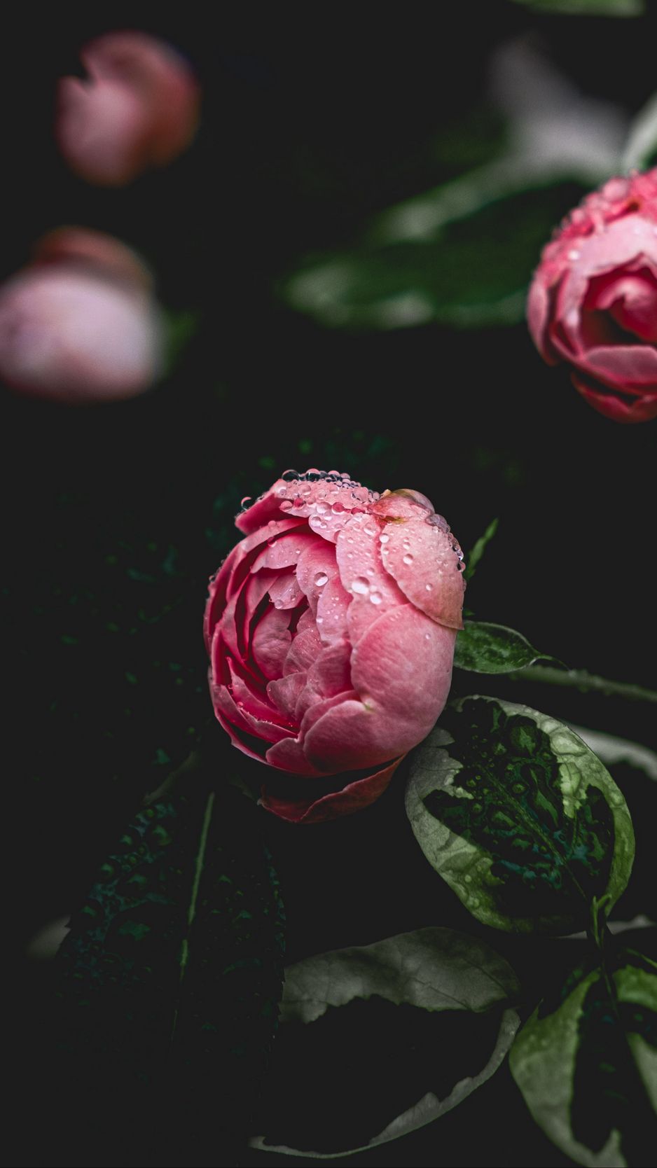 Download wallpaper 938x1668 peony, flower, pink, drops, dew iphone 8/7/6s/6  for parallax hd background