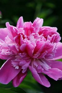 Preview wallpaper peony, flower, pink, leaves, close-up