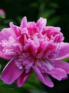 Preview wallpaper peony, flower, pink, leaves, close-up