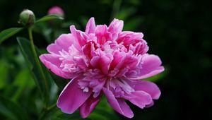 Preview wallpaper peony, flower, pink, leaves, close-up