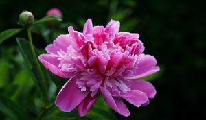 Preview wallpaper peony, flower, pink, leaves, close-up