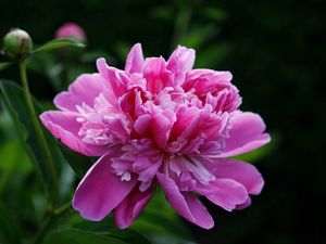 Preview wallpaper peony, flower, pink, leaves, close-up