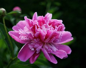 Preview wallpaper peony, flower, pink, leaves, close-up